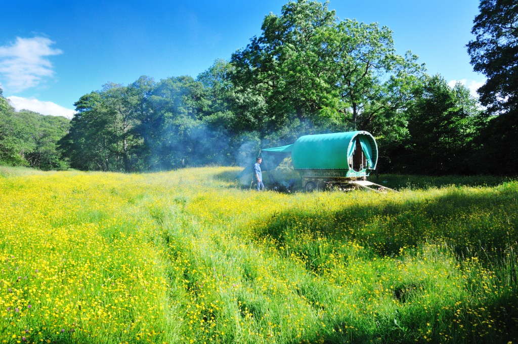 buttercups sunshine and smoke