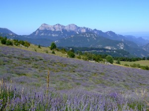 Rimon-high-altitude-Lavenders-Saou-90g