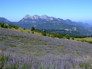 Rimon-high-altitude-Lavenders-Saou-90g